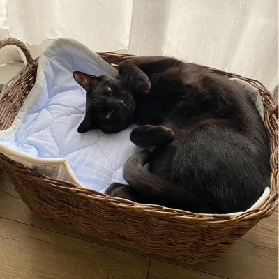【L 90×50cm】2枚組コットン100%ペット用マット PET-9050-2P
