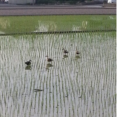 和歌山県産にこまる　10kg(5kg2袋)