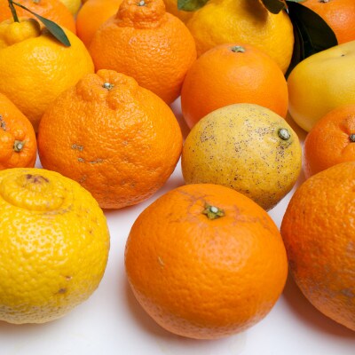 家庭用 柑橘詰合せ2.5kg+250g(傷み補償分)【訳あり】【有田の春みかん詰め合わせ】