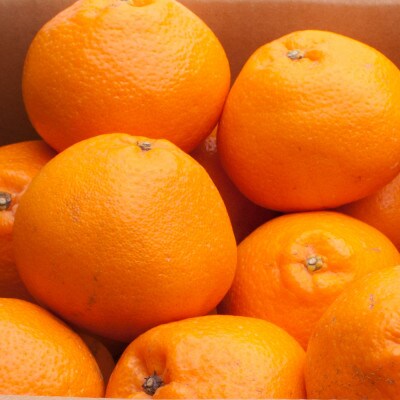 厳選 はるみ5kg+250g(傷み補償分)【デコポンの姉妹品種・新食感春みかん】【光センサー選別】