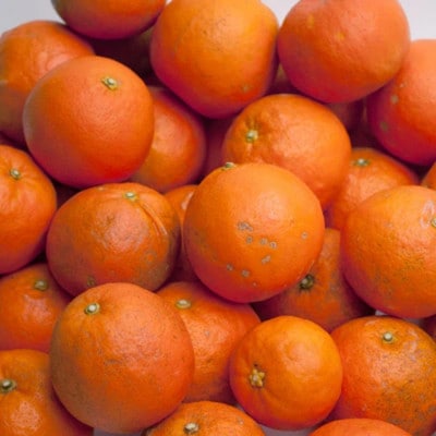 家庭用 セミノールオレンジ5kg+250g(傷み補償分)【春みかん】【訳あり】【光センサー選果】