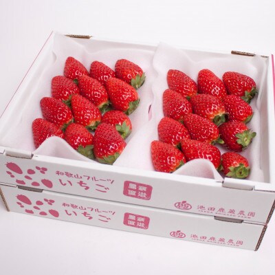 ＜4月より発送＞朝摘み完熟まりひめ約1.2kg(300g前後×4トレイ)【いちごを農家直送】