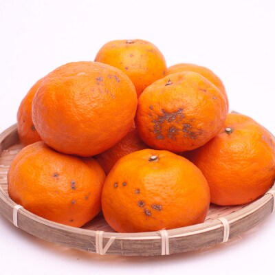 <4月より発送>家庭用 カラマンダリン4kg+120g(傷み補償分)【訳あり】【春柑橘】