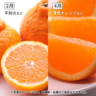 【発送月固定定期便】季節の柑橘定期便A【フルーツ定期便】【和歌山県有田】全4回