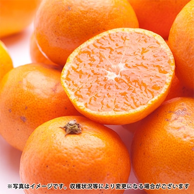 【発送月固定定期便】季節の柑橘定期便A【フルーツ定期便】【和歌山県有田】全3回