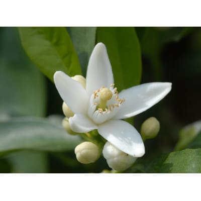 和歌山レモンとみかん花はちみつのレモネードバウム(5個)