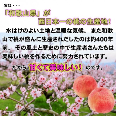 【秀品】ギフト、贈答品にも!和歌山ブランド白桃約2kg!　7月以降発送分