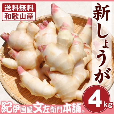 【新生姜】 フレッシュ新しょうが 4kg詰め 和歌山県産 甘酢漬けや紅ショウガに
