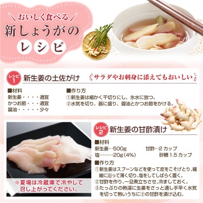 【新生姜】 フレッシュ新しょうが 4kg詰め 和歌山県産 甘酢漬けや紅ショウガに
