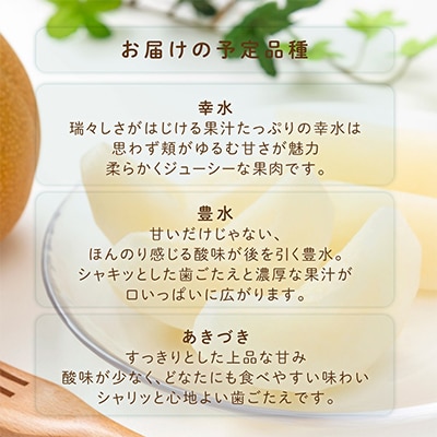 先行予約!　旬の梨　極上秀品(中玉～大玉)6～8個入り　2026年8月中旬頃から発送