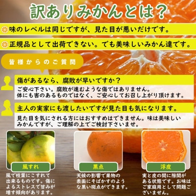 早生みかん6.5kgご家庭用(大小混合)訳あり品　和歌山県まごころ産直みかんより直送!