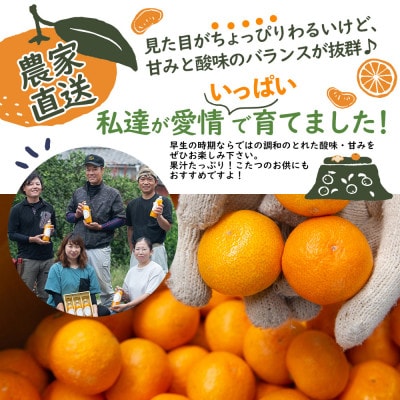 早生みかん6.5kgご家庭用(大小混合)訳あり品　和歌山県まごころ産直みかんより直送!