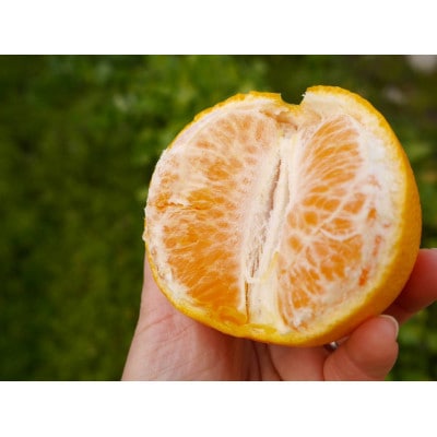 「春峰(しゅんぽう)」5kg　和歌山生まれの希少品種、3月より春の柑橘を順次発送予定!