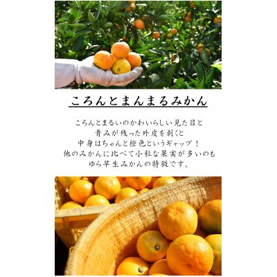 贈答用にも◎【赤秀】和歌山下津 ゆら早生 みかん 5kg(極早生みかん)|柔らか食感&濃厚な甘みの極