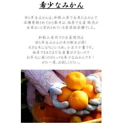 贈答用にも◎【赤秀】和歌山下津 ゆら早生 みかん 5kg(極早生みかん)|柔らか食感&濃厚な甘みの極