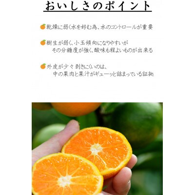 贈答用にも◎【赤秀】和歌山下津 ゆら早生 みかん 5kg(極早生みかん)|柔らか食感&濃厚な甘みの極