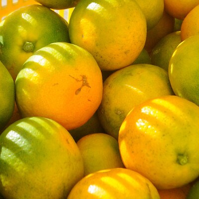 【訳あり】ゆら早生 みかん 5kg (和歌山・下津町産 )産地直送(先行受付)