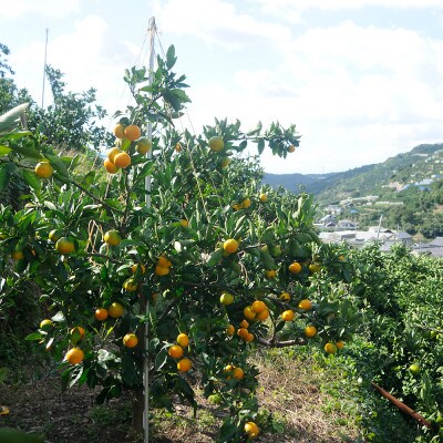 【訳あり】ゆら早生 みかん 5kg (和歌山・下津町産 )産地直送(先行受付)