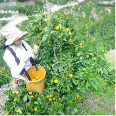 【訳あり】ゆら早生 みかん 5kg (和歌山・下津町産 )産地直送(先行受付)