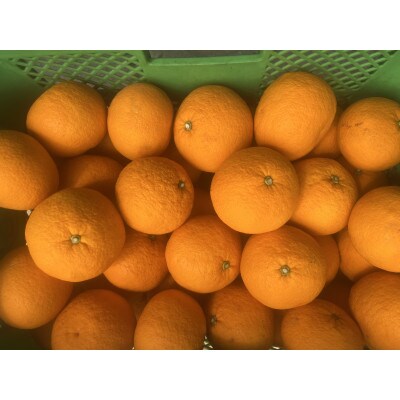 【2026年4月より順次発送】森本農園の甘夏みかん　贈答用　2kg