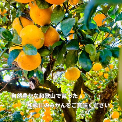 【訳あり】和歌山みかん 11kg+1kg保証分 サイズ混合 11月中旬より順次発送