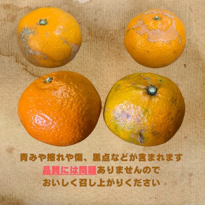 【訳あり】和歌山みかん 14kg+1kg補償分　サイズ混合 11月中旬より順次発送