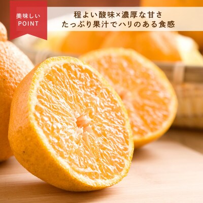 先行受付　不知火　希少な樹上完熟!　秀品大玉　6個入