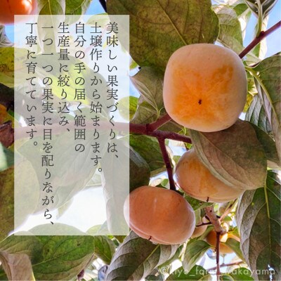 先行受付　柿(種無し)　赤秀品大玉　6個入　約1.8kg