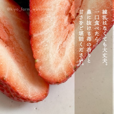 先行受付　大粒まりひめイチゴ　朝摘　6個～11個入×2パック