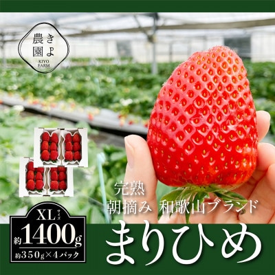先行受付　大粒まりひめイチゴ　朝摘　6個～11個入×4パック