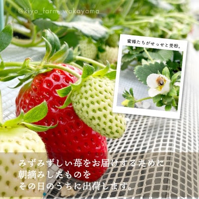 先行受付　大粒まりひめイチゴ　朝摘　6個～11個入×4パック