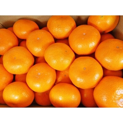 田口早生みかん　家庭用5kg