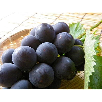 紀州の巨峰2kg　新鮮!冷蔵便配送