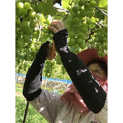 紀州の巨峰2kg　新鮮!冷蔵便配送