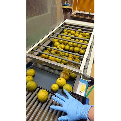 和歌山県の柑橘じゃばらパウダー　100g