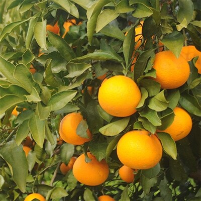 清見オレンジ5kg・サイズお任せ　まごころ産直みかんから農園直送!