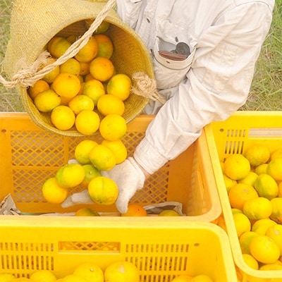 【小粒サイズ】極早生みかん 10kg(2S・Sサイズ)|和歌山・下津町産|産地直送【先行受付】