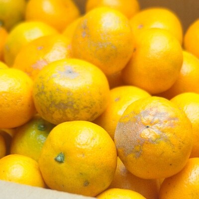 極早生みかん 家庭用5kg 混合サイズ まごころ産直みかんより 農園直送 お礼品詳細 ふるさと納税なら さとふる 極早生みかん 家庭用5kg 混合サイズ まごころ産直みかんより 農園直送 お礼品詳細 ふるさと納税なら さとふる