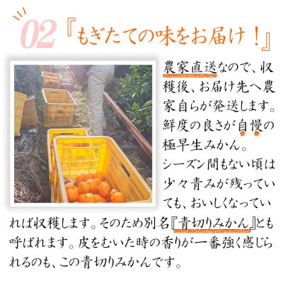 極早生みかん【下津の訳あり】5キロ混合【2025年10月より順次発送予定】