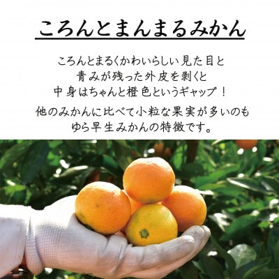 贈答用にも◎【赤秀】和歌山下津 ゆら早生 みかん 5kg(極早生みかん)|柔らか食感&濃厚な甘みの極
