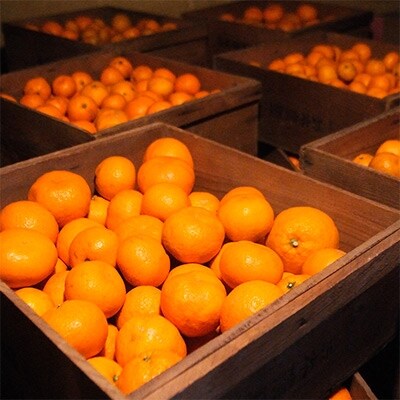 下津蔵出しみかん9kg　2Lサイズ以上の大玉　まごころ産直みかんより、農園直送!