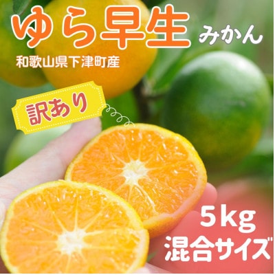 【訳あり】ゆら早生 みかん 5kg (和歌山・下津町産 )産地直送(先行受付)