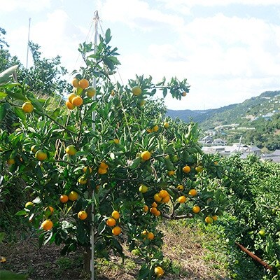 【先行受付2025年】訳あり和歌山県下津町産みかん5kg〈混合サイズ・極早生〉ゆら早生