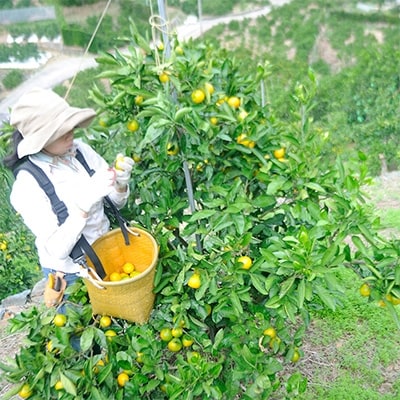 【先行受付2025年】訳あり和歌山県下津町産みかん5kg〈混合サイズ・極早生〉ゆら早生