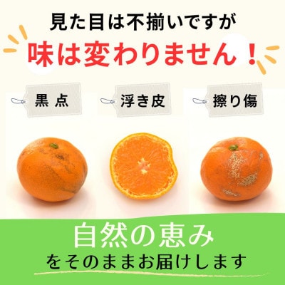 小粒早生みかん5kg (S～3S混合)和歌山県のまごころ産直みかんより新鮮な果実を産地直送します