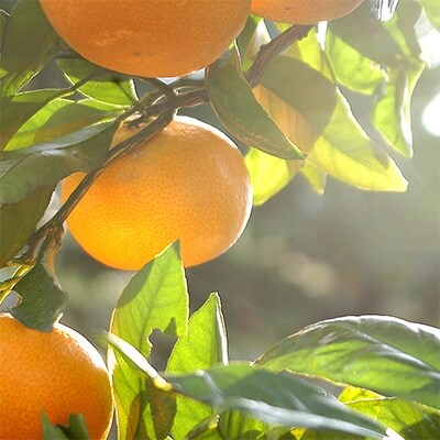 早生みかんSSまたはSサイズお任せ約3kg　まごころ産直みかんより農園直送!