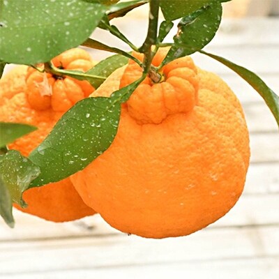 【春のまごころ産直果実】　完熟ハウスデコ3kg　まごころ産直みかんより農園直送