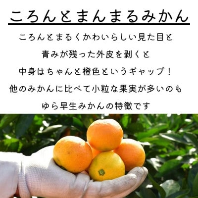 【ゆら早生】極早生みかん 5kg(和歌山・下津町産 )産地直送(2S・3Sサイズ)