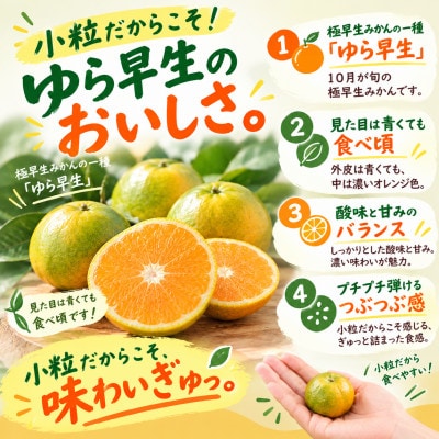 【ゆら早生】極早生みかん 5kg(和歌山・下津町産 )産地直送(2S・3Sサイズ)