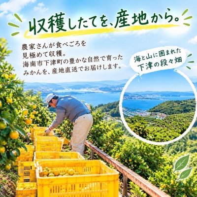 【ゆら早生】極早生みかん 5kg(和歌山・下津町産 )産地直送(2S・3Sサイズ)